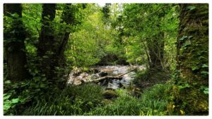 foret de grimbosq road trip normandie objectif bebe bio