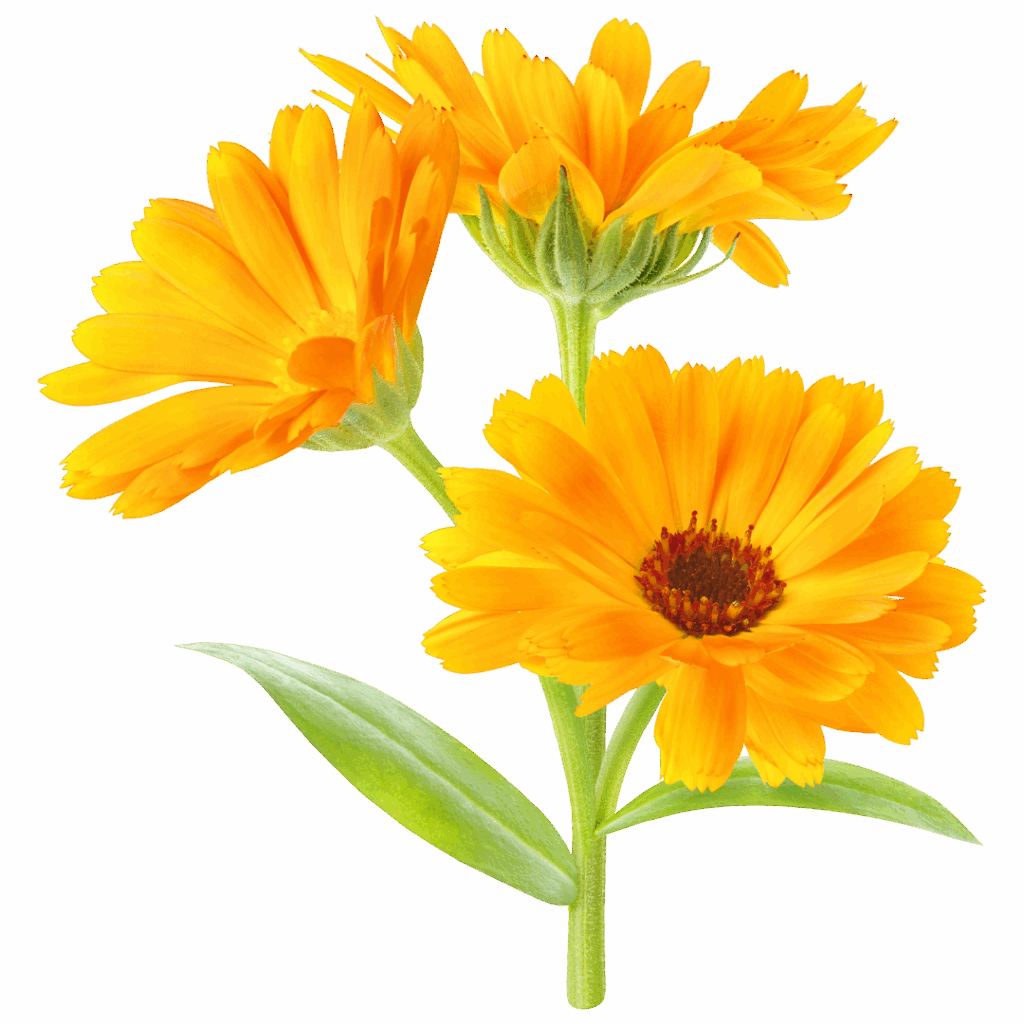 Le calendula est un ingrédient courant qu'on retrouve dans la meilleure crème hydratante bio